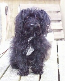 Black yorkie best sale poo full grown